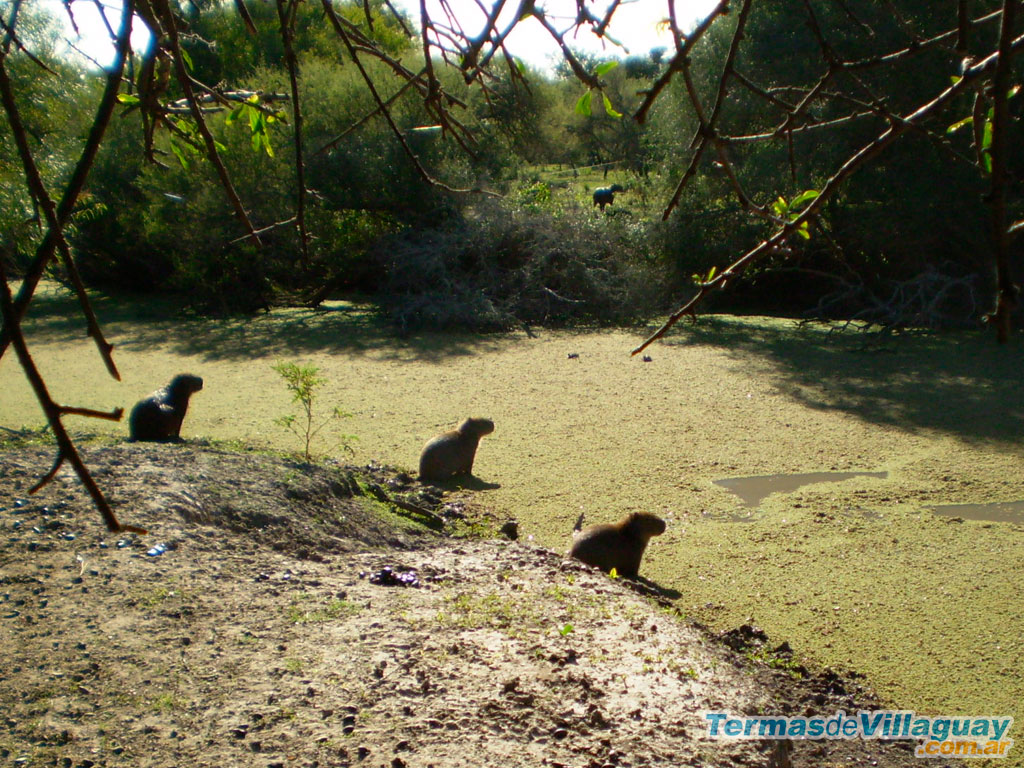 Reserva Privada Carpincho en Villaguay - Imagen: Termasdevillaguay.com.ar